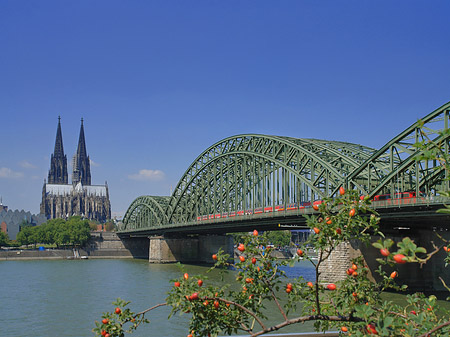 Strauch vor Hohenzollernbrücke Fotos