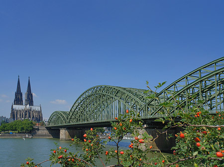 Strauch vor Hohenzollernbrücke Fotos