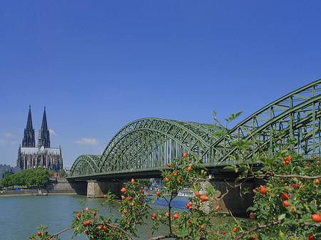 Strauch vor Hohenzollernbrücke Fotos