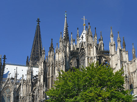 Fotos Kölner Dom mit Baum