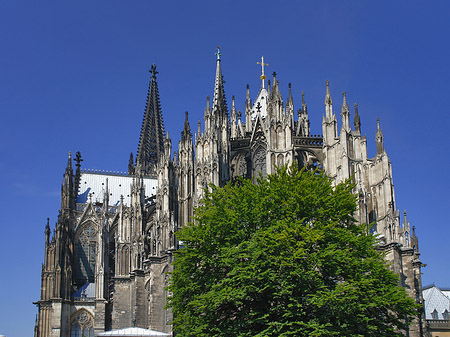 Kölner Dom mit Baum Foto 