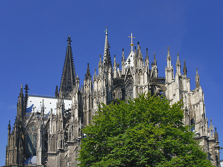 Fotos Kölner Dom mit Baum | Köln