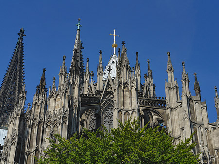 Kölner Dom mit Baum Foto 