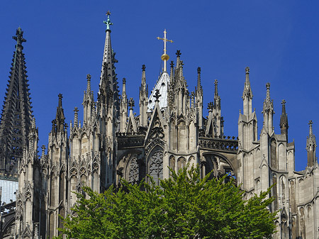 Fotos Kölner Dom mit Baum