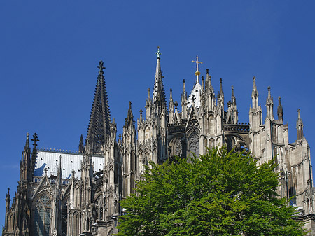 Foto Kölner Dom mit Baum