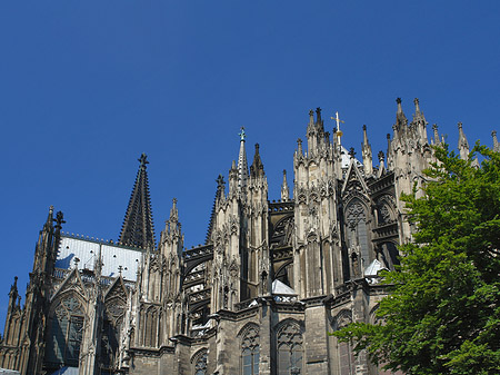 Fotos Kölner Dom mit Baum | Köln