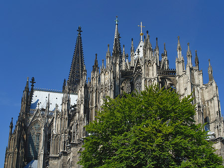 Fotos Kölner Dom mit Baum