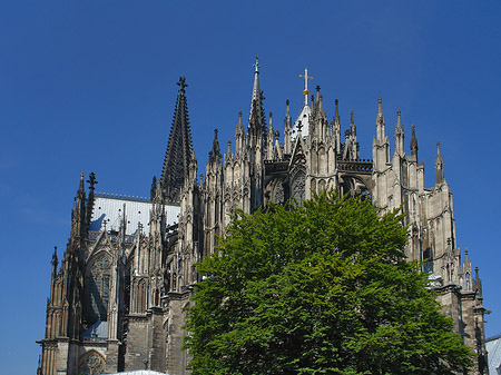 Foto Kölner Dom mit Baum