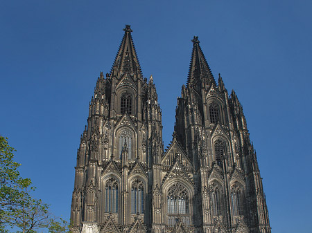 Kreuzblume vor Kölner Dom Fotos